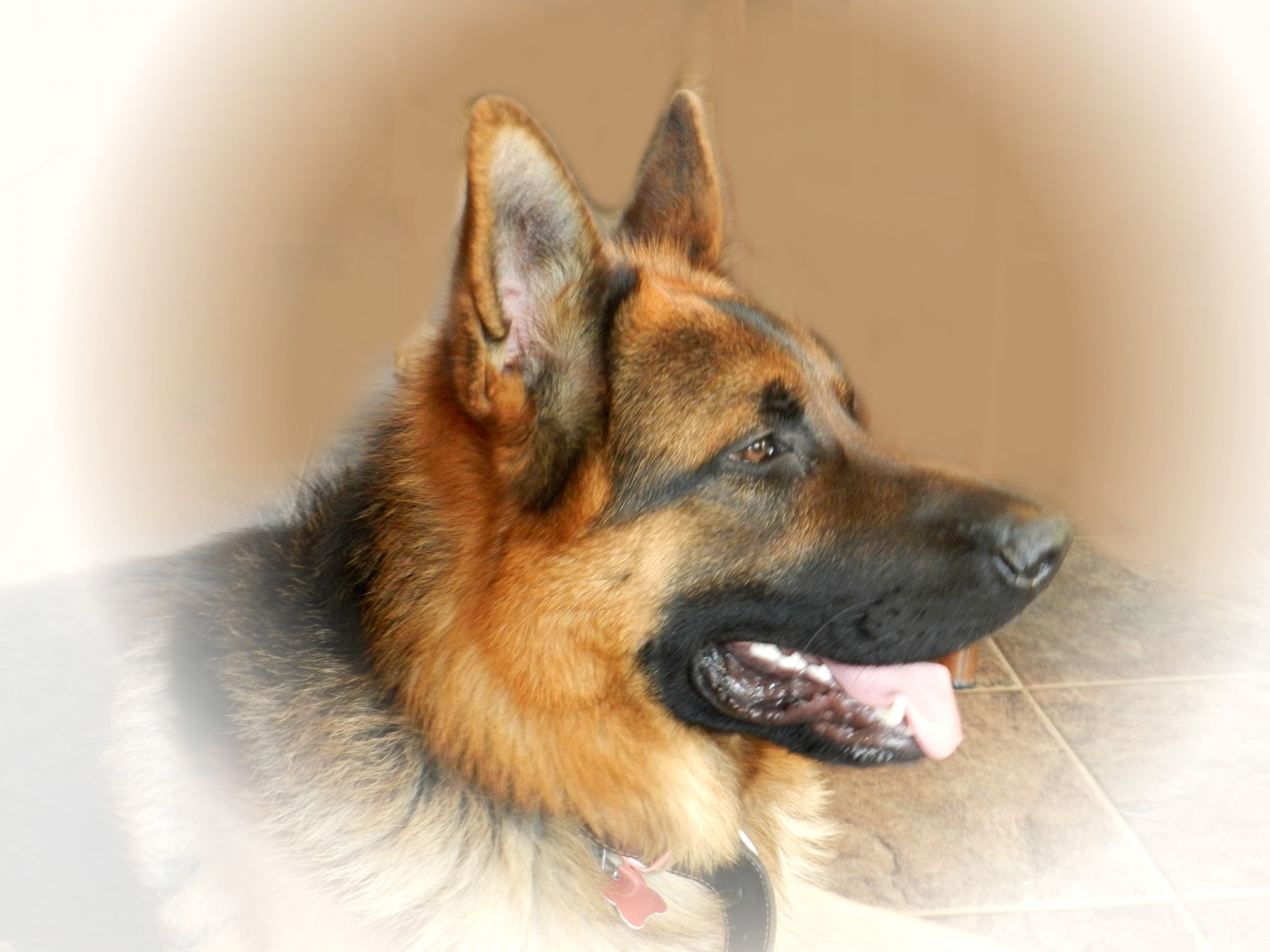 dog german shepherd animal free photo