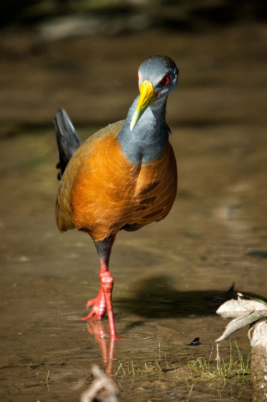 general of cayenne birds rallidae free photo