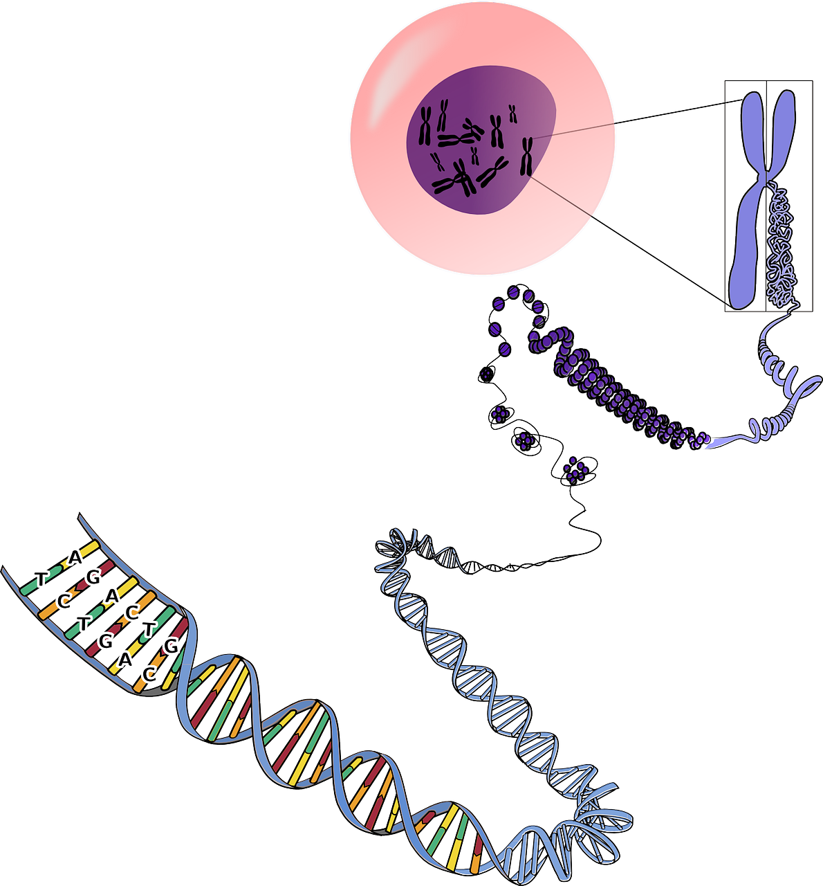 genetics chromosomes rna free photo