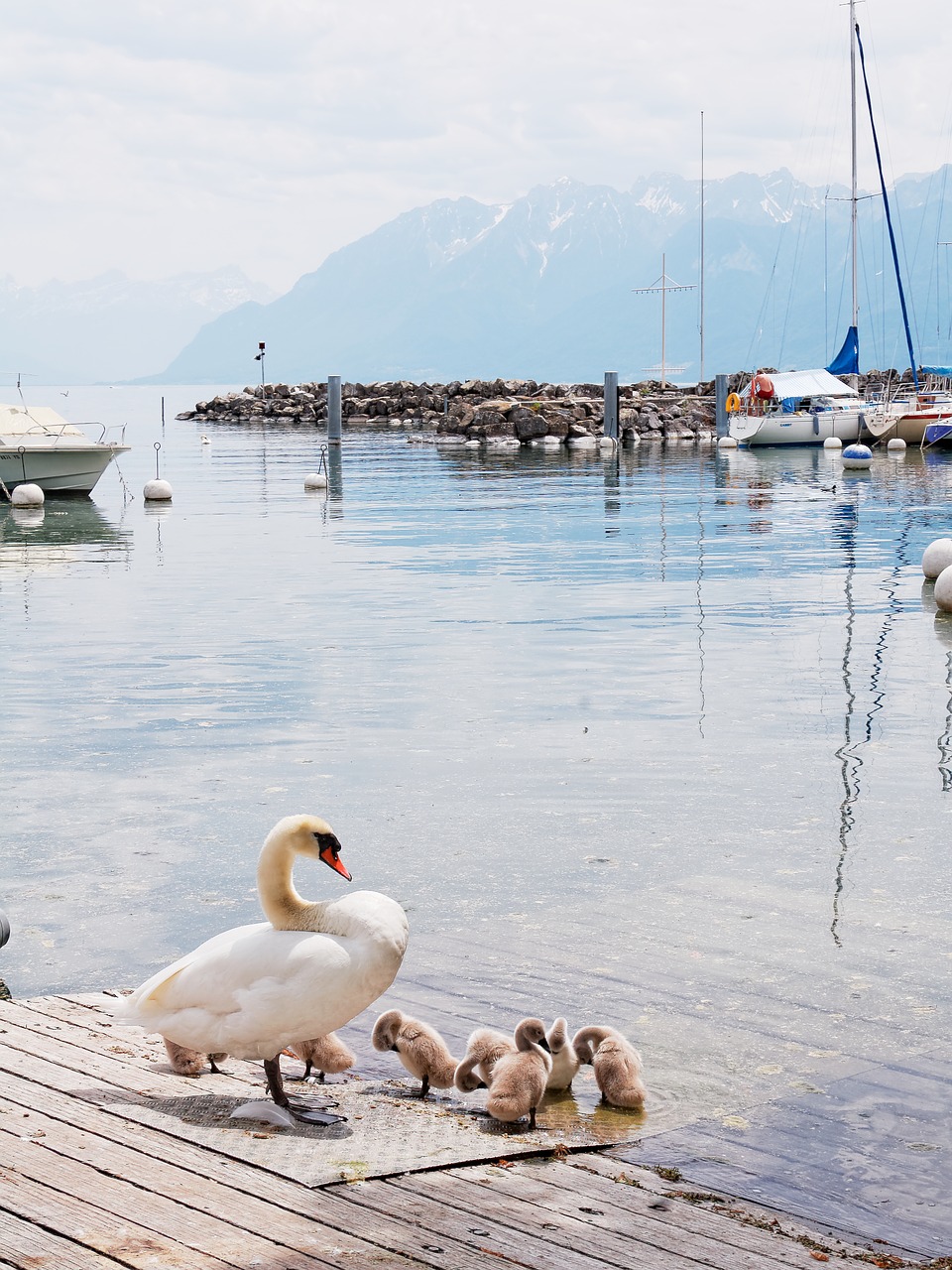 geneva lake switzerland free photo