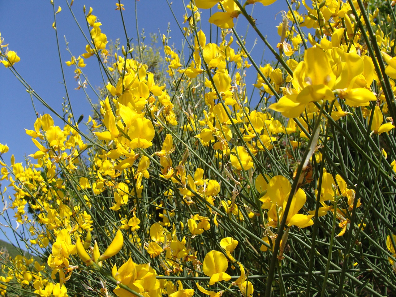 genista plant nature free photo