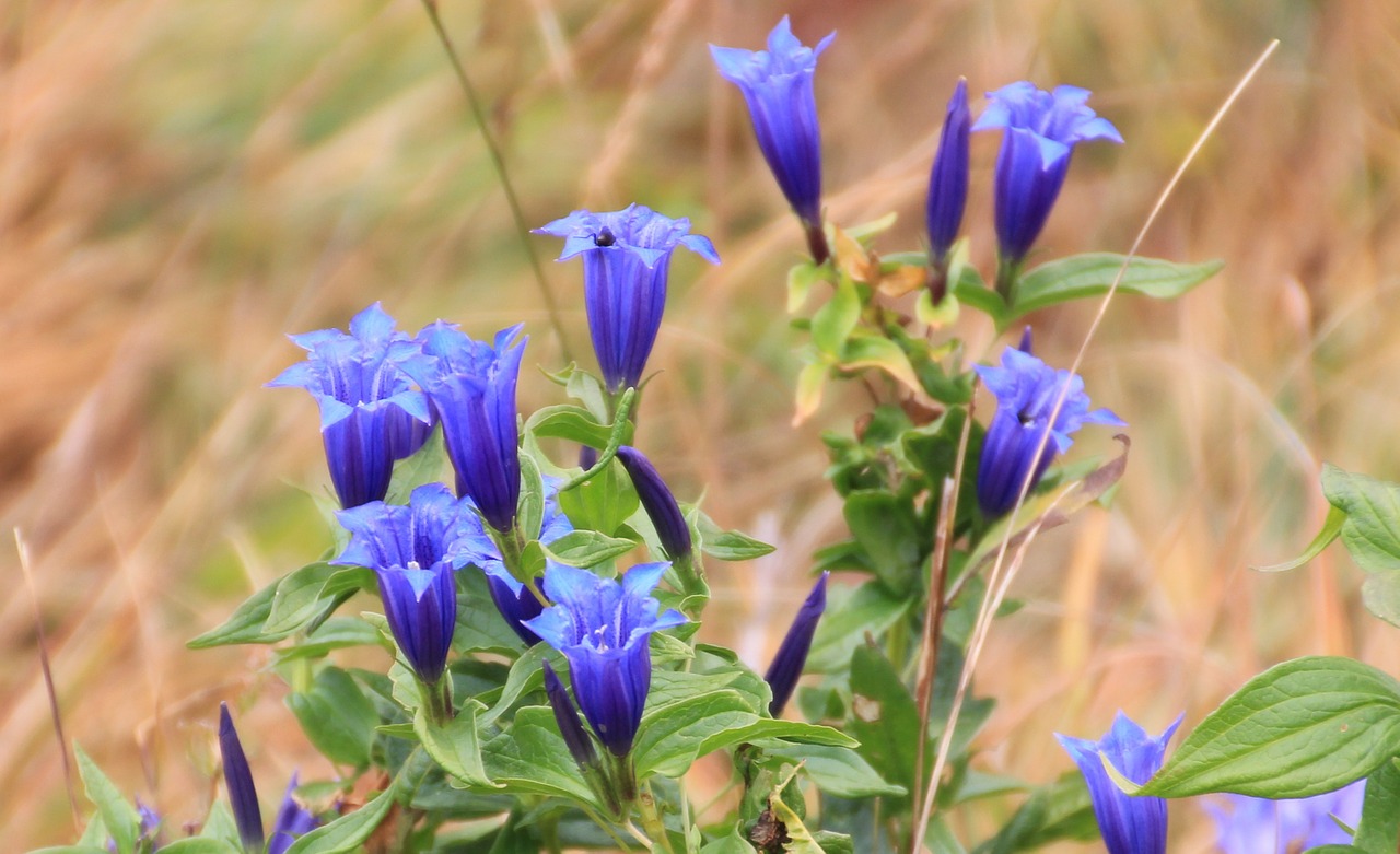 gentian mountain flowers blue free photo