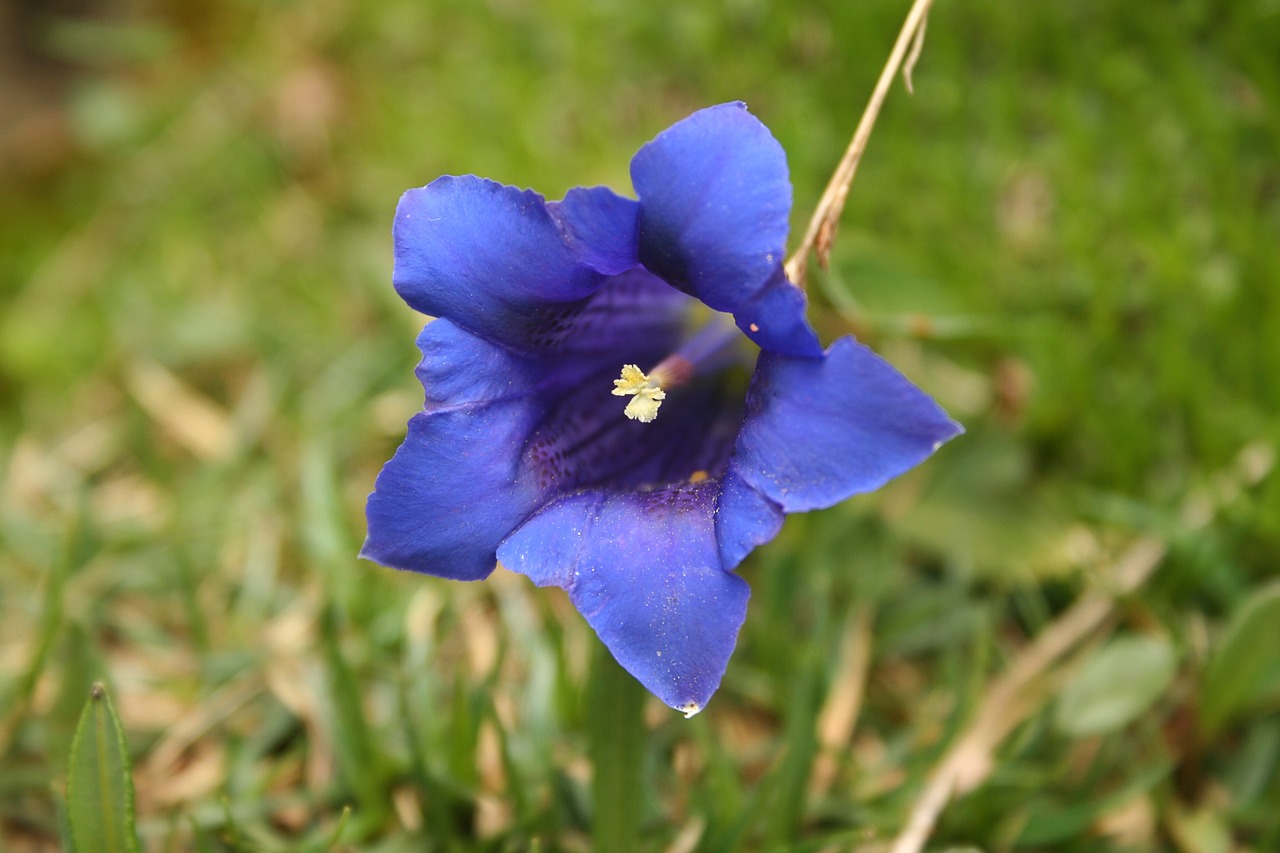 gentian blue blossom free photo