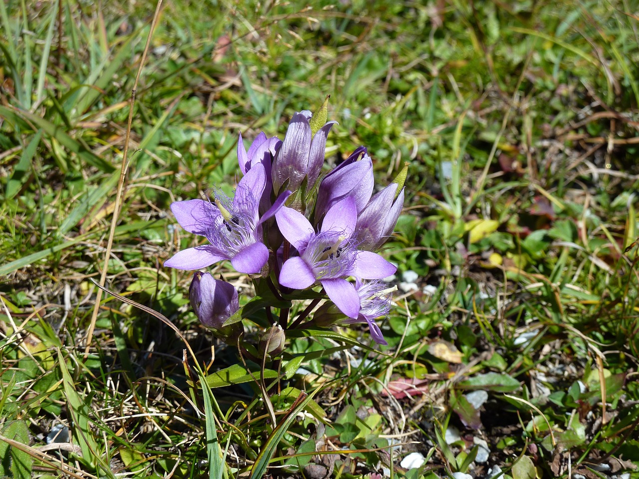 stem loose gentian blue wild flower free photo
