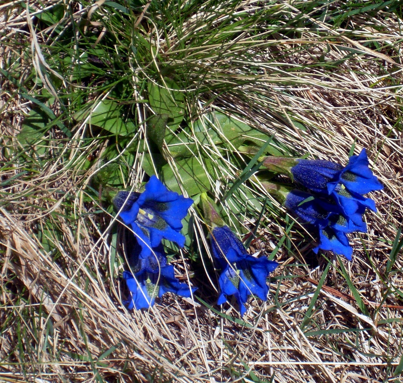 gentian wild flower blue free photo