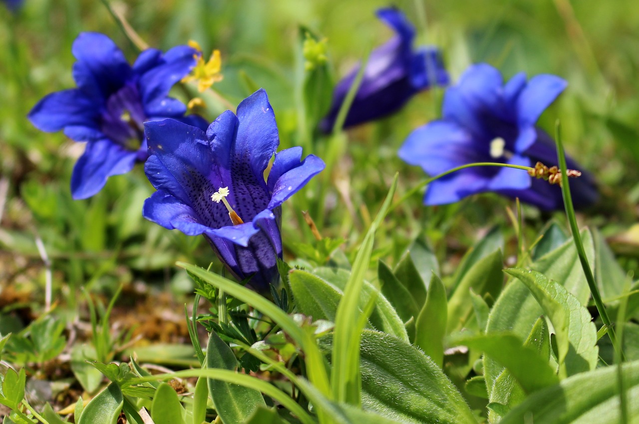 gentian mountains meadow free photo