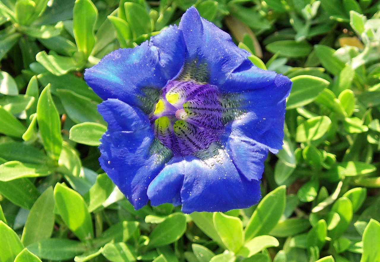 gentian blue calyx free photo