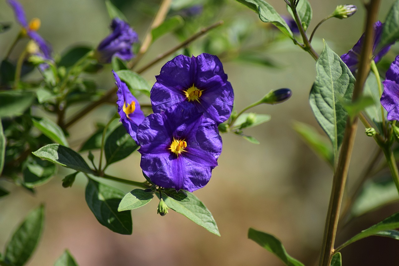 gentian nature flower free photo