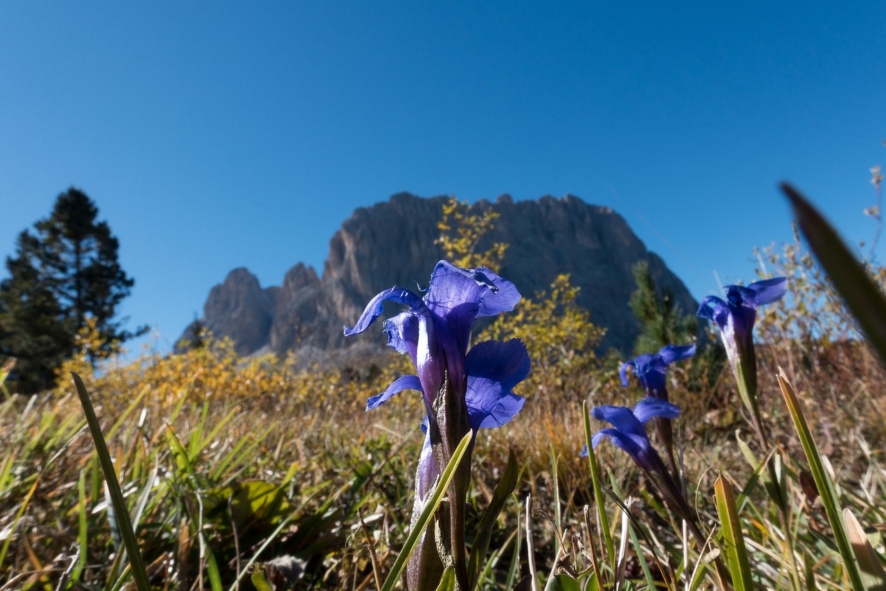 gentian gentiana alpine free photo