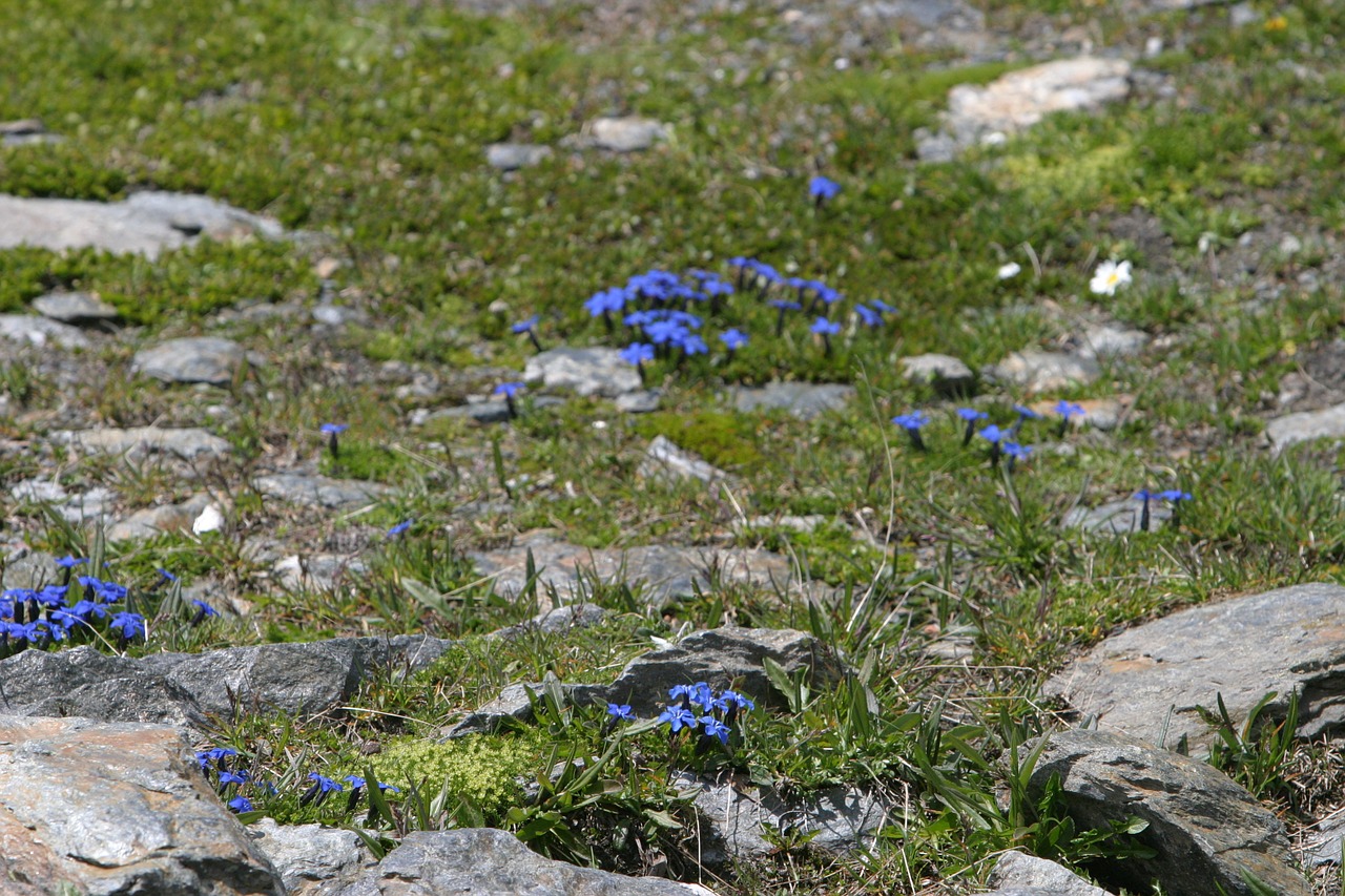 gentian flowers nature free photo