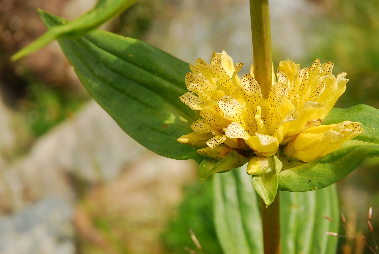 gentian mountain summer free photo