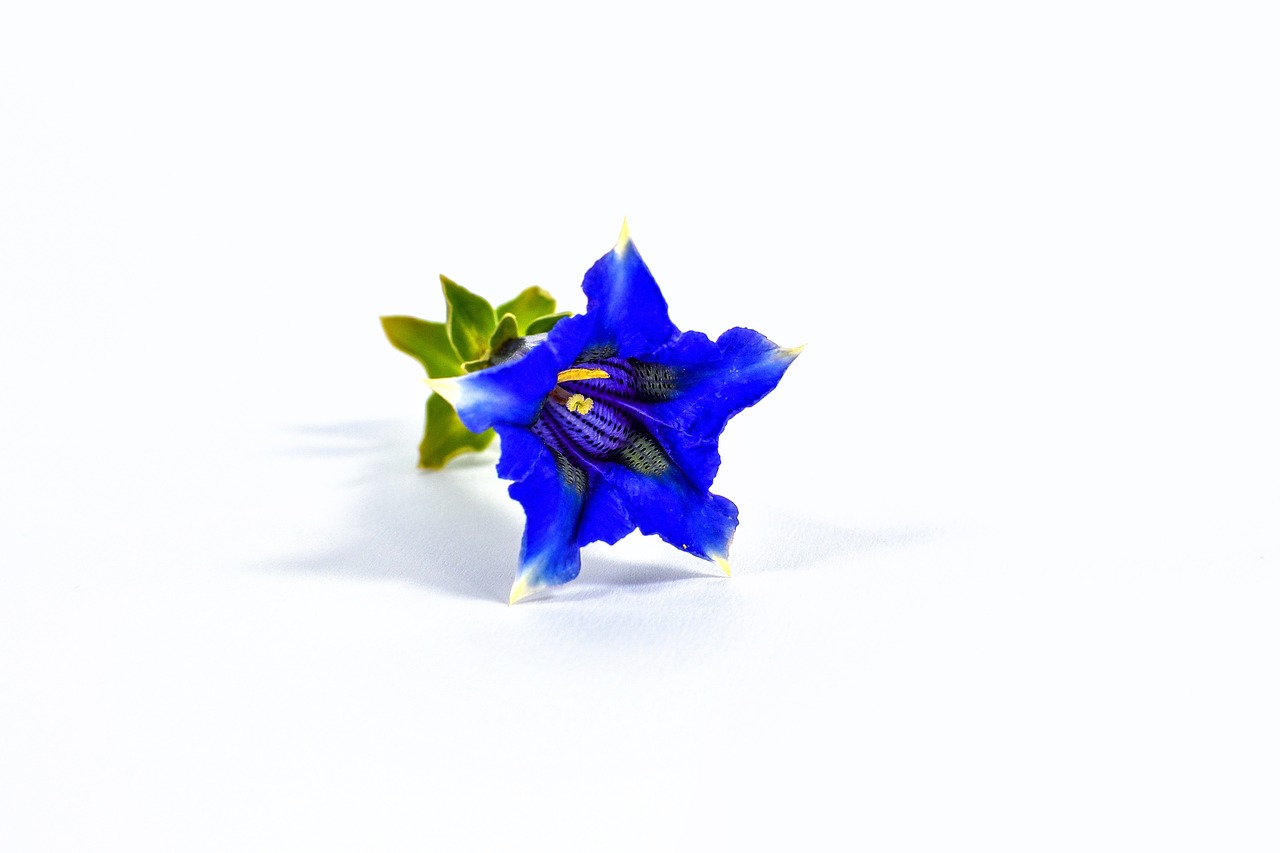 gentian blue white free photo