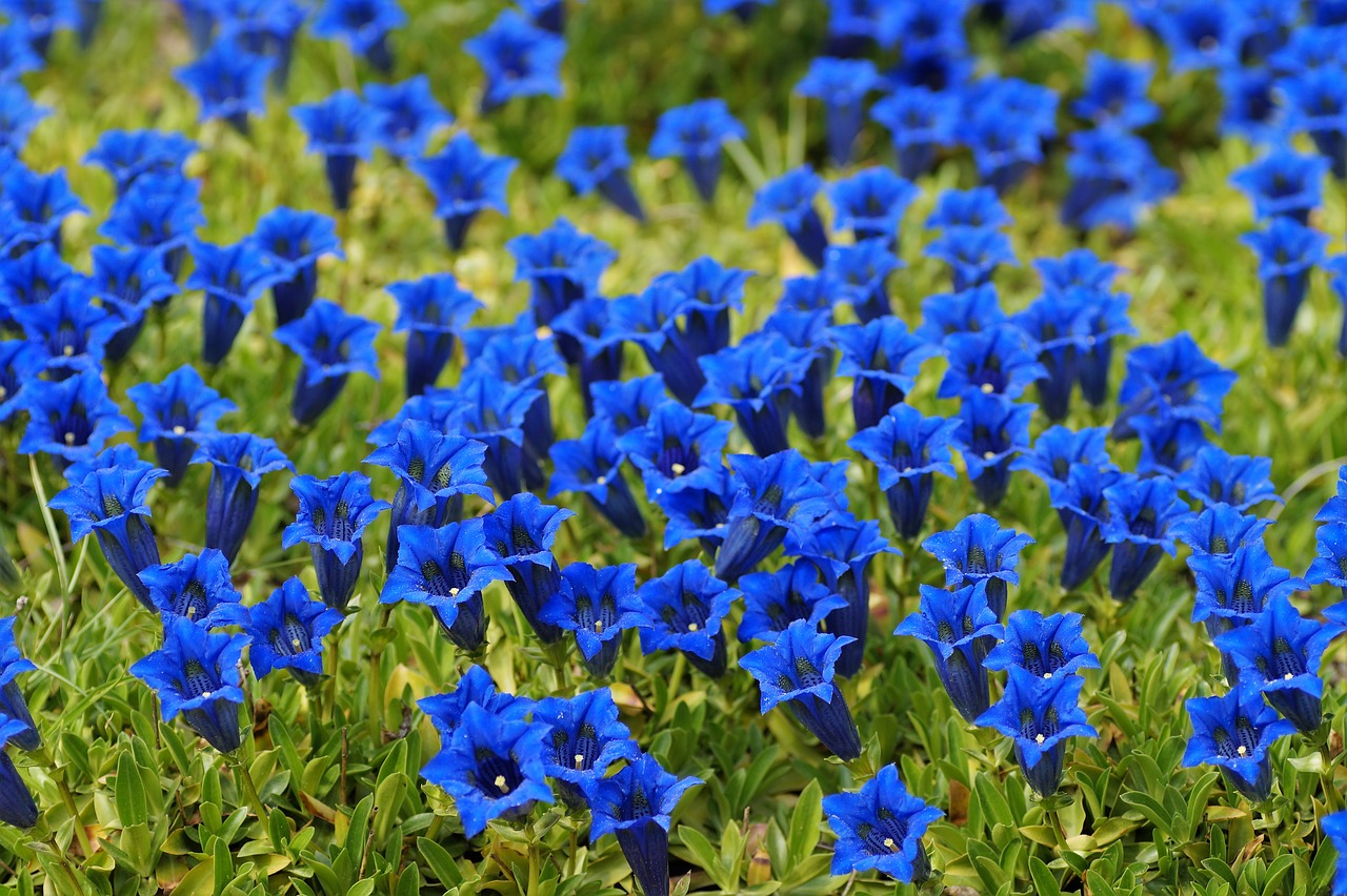 gentian alpine mountain flower free photo