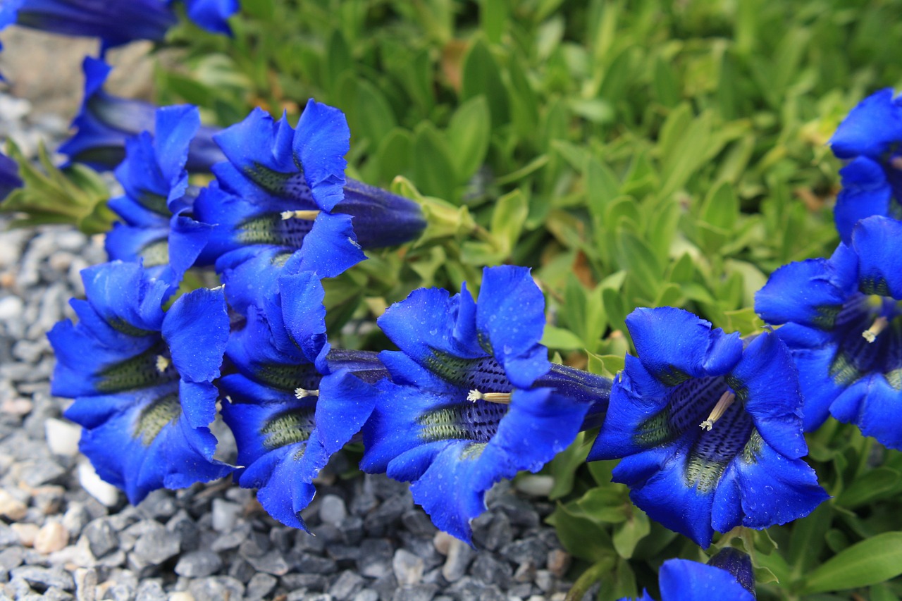 gentian alpine flower flowers free photo