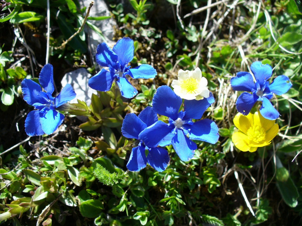 gentian flowers blue free photo