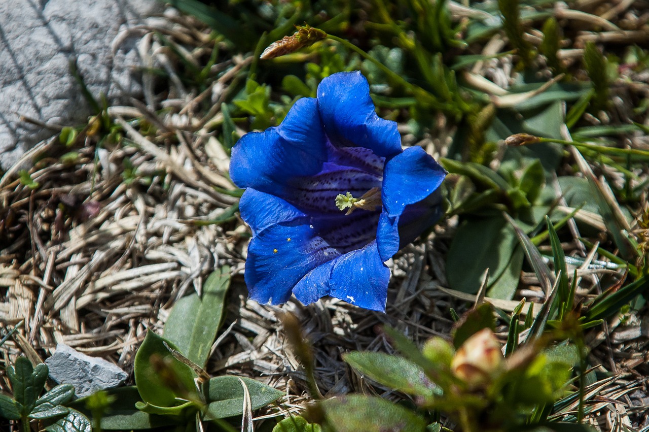 gentian true alpine gentian blue free photo
