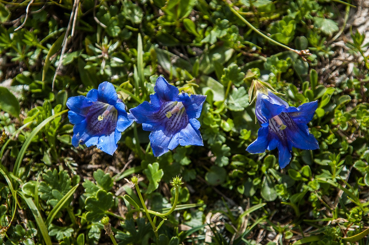 gentian true alpine gentian blue free photo