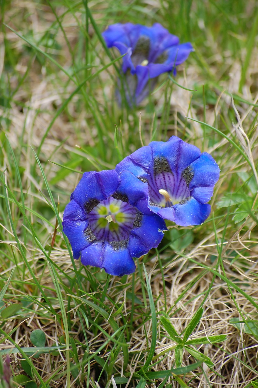 gentian blue flower free photo
