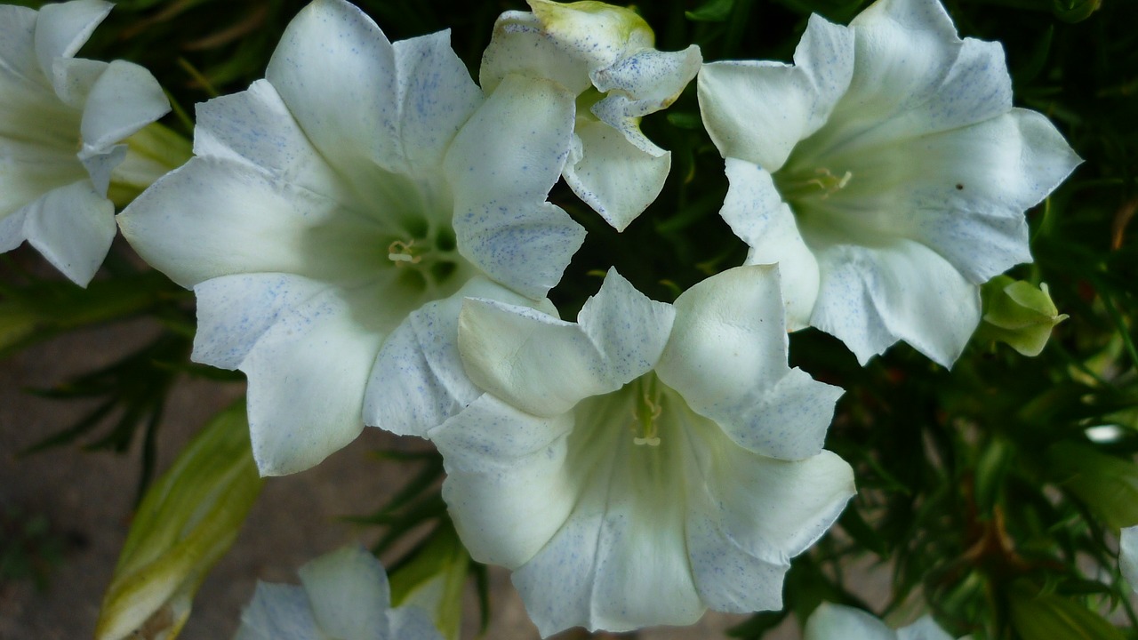 gentian flower white free photo