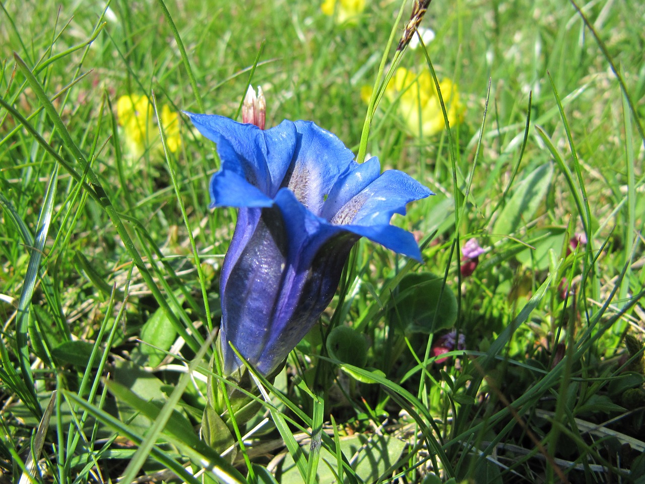 gentian flowers nature free photo