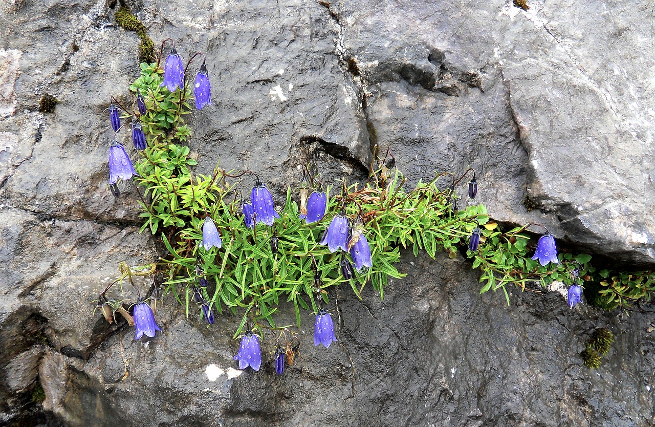 gentian mountain flower unterberg free photo