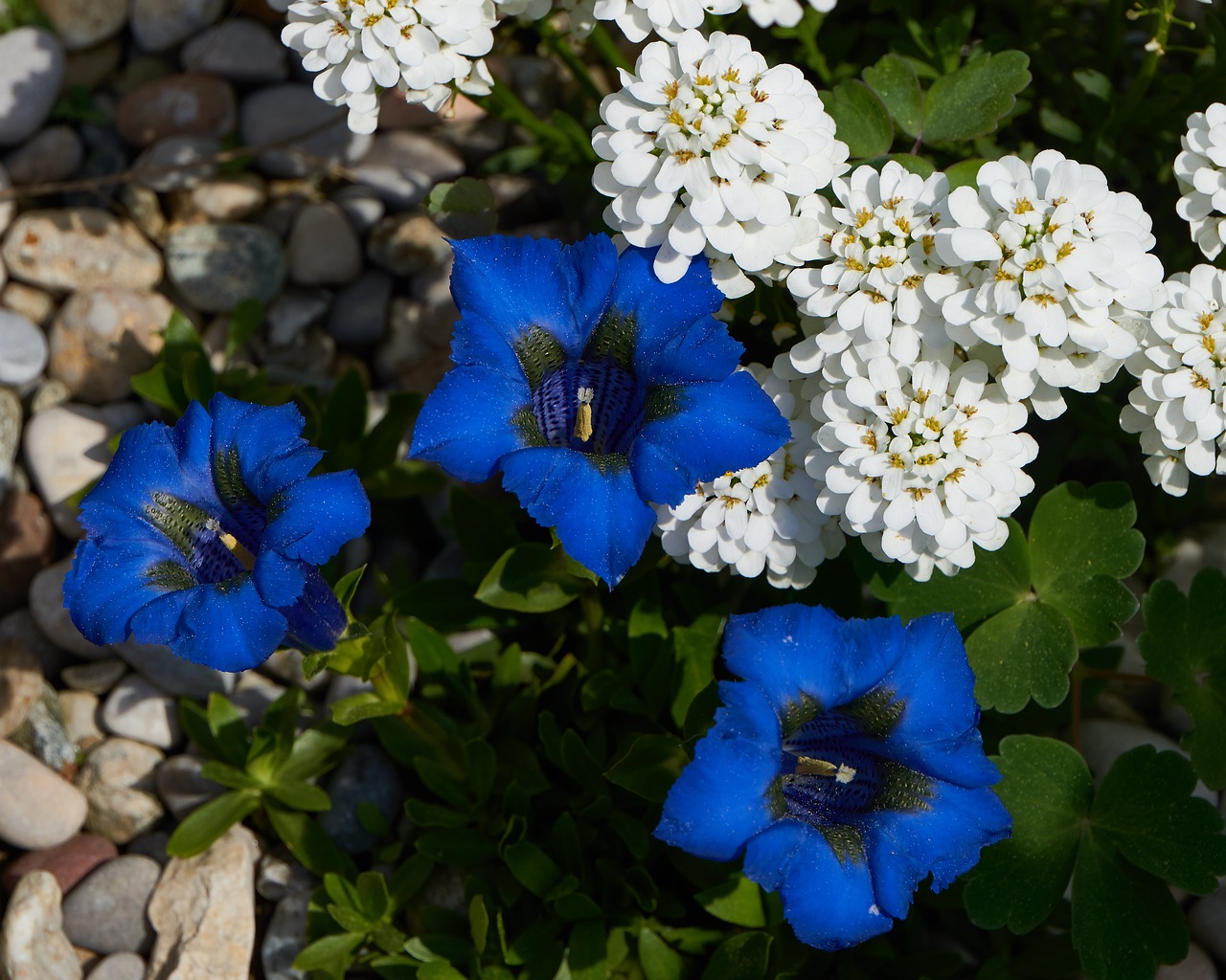 gentian  garden  nature free photo