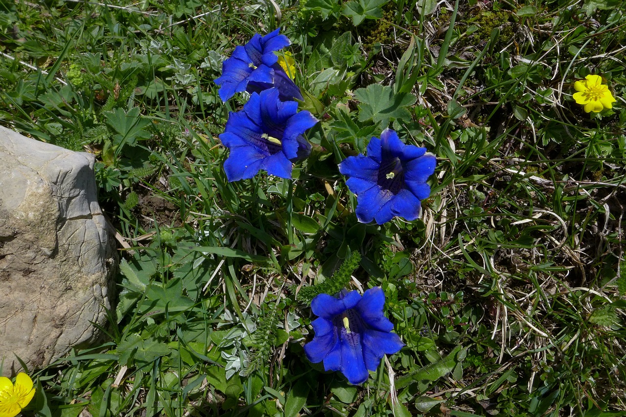 gentian high mountains blue free photo