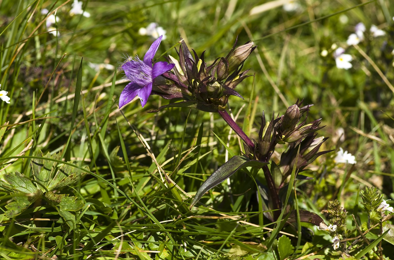gentian  flower  purple free photo