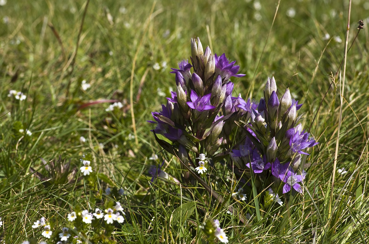 gentian  flower  purple free photo