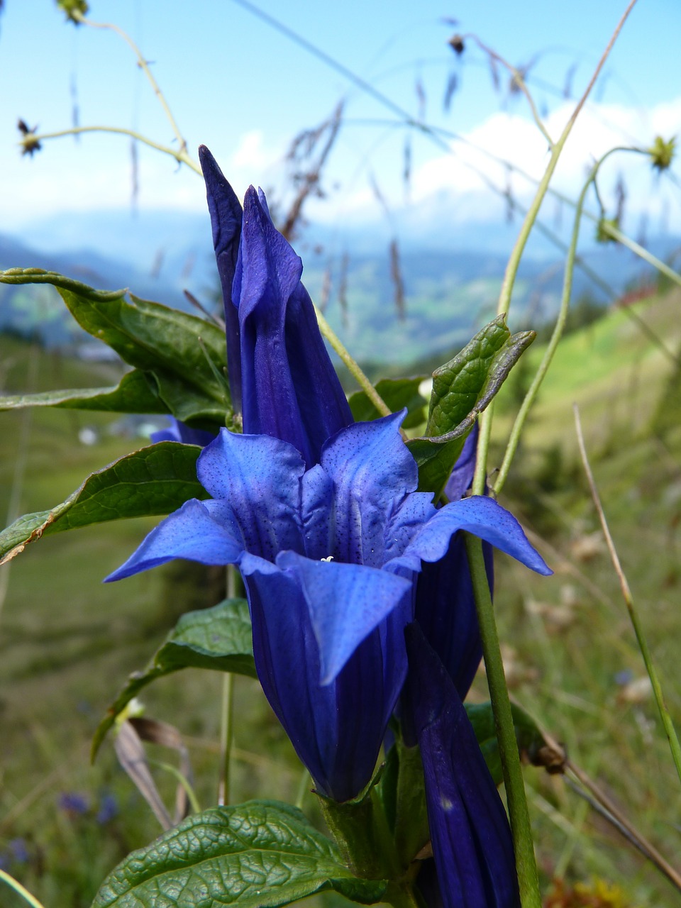 gentian blue alpine free photo