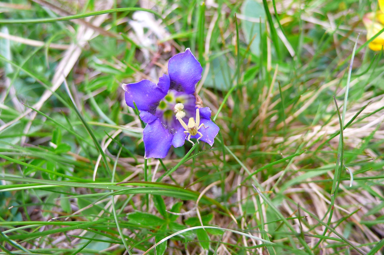 gentian  spider  meadow free photo