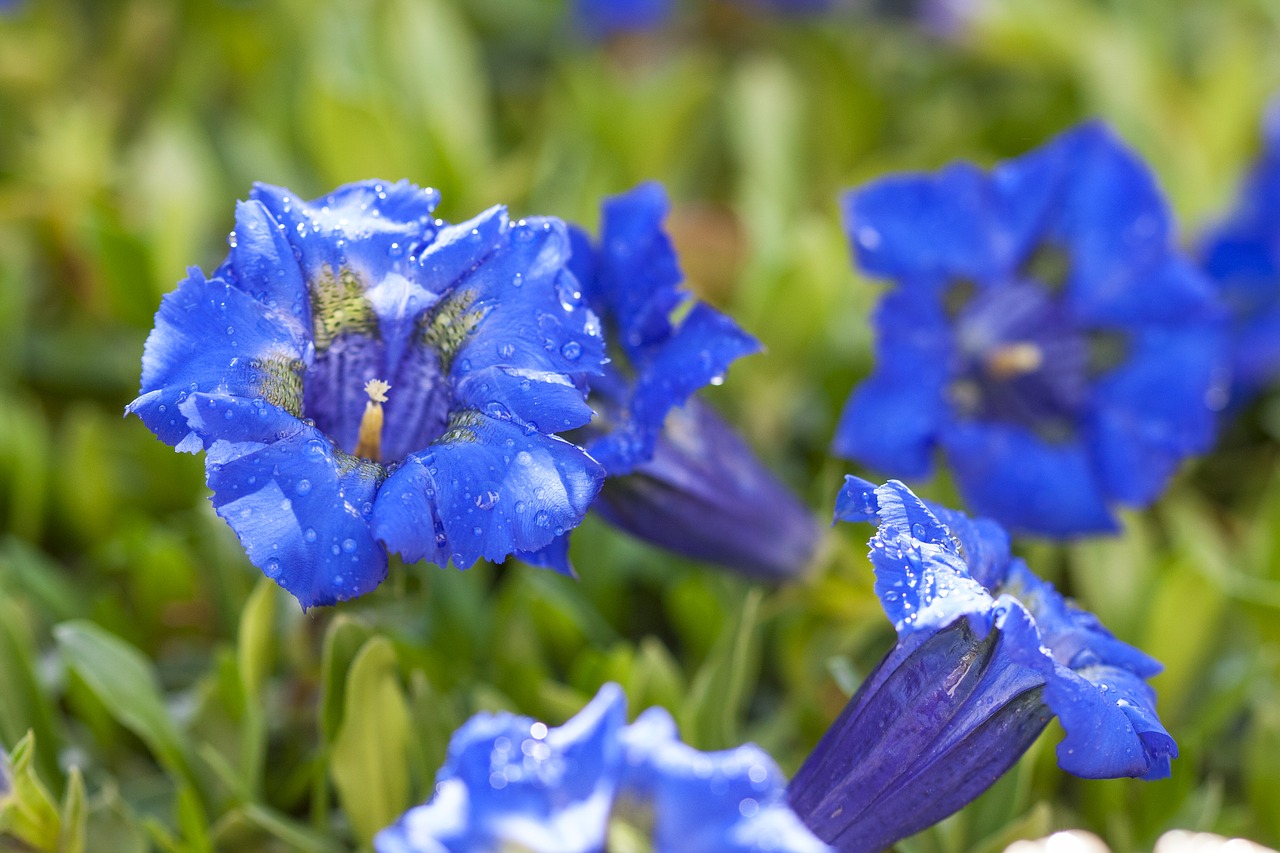 gentian  fauna  flower free photo