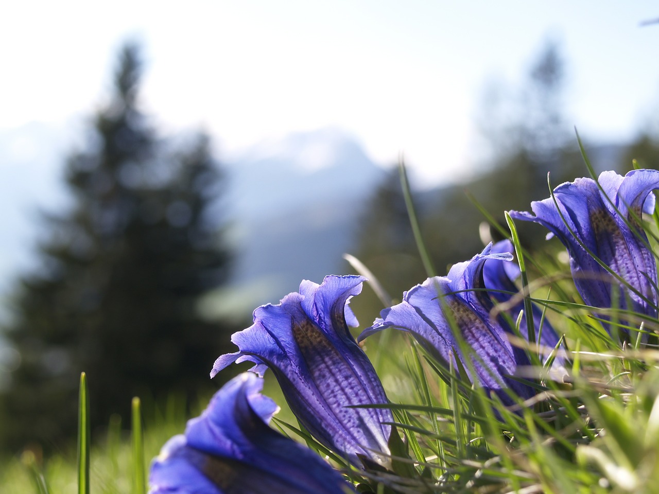 gentian blue alpine free photo