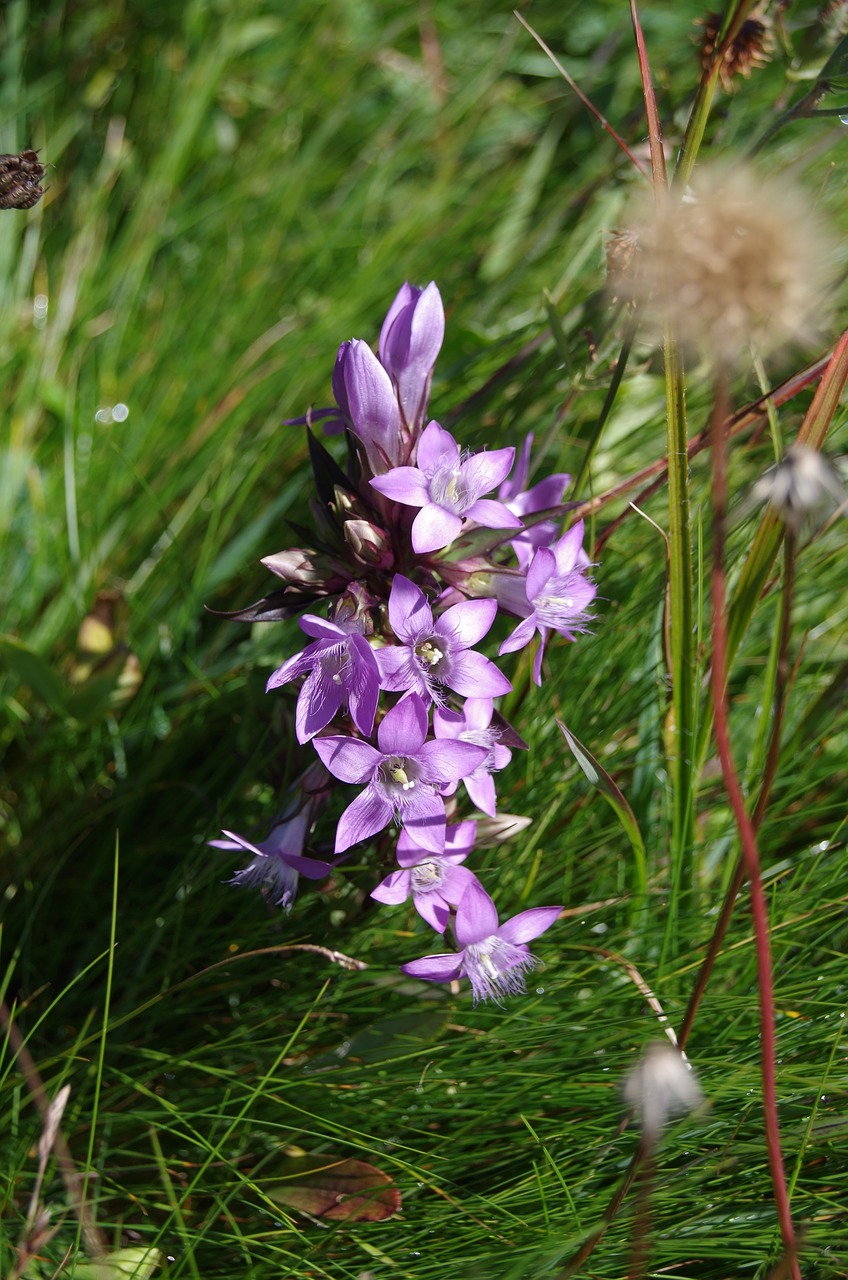 gentian violet alpine free photo