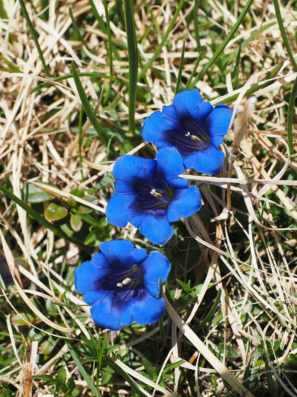 gentian clusius gentian flowers free photo