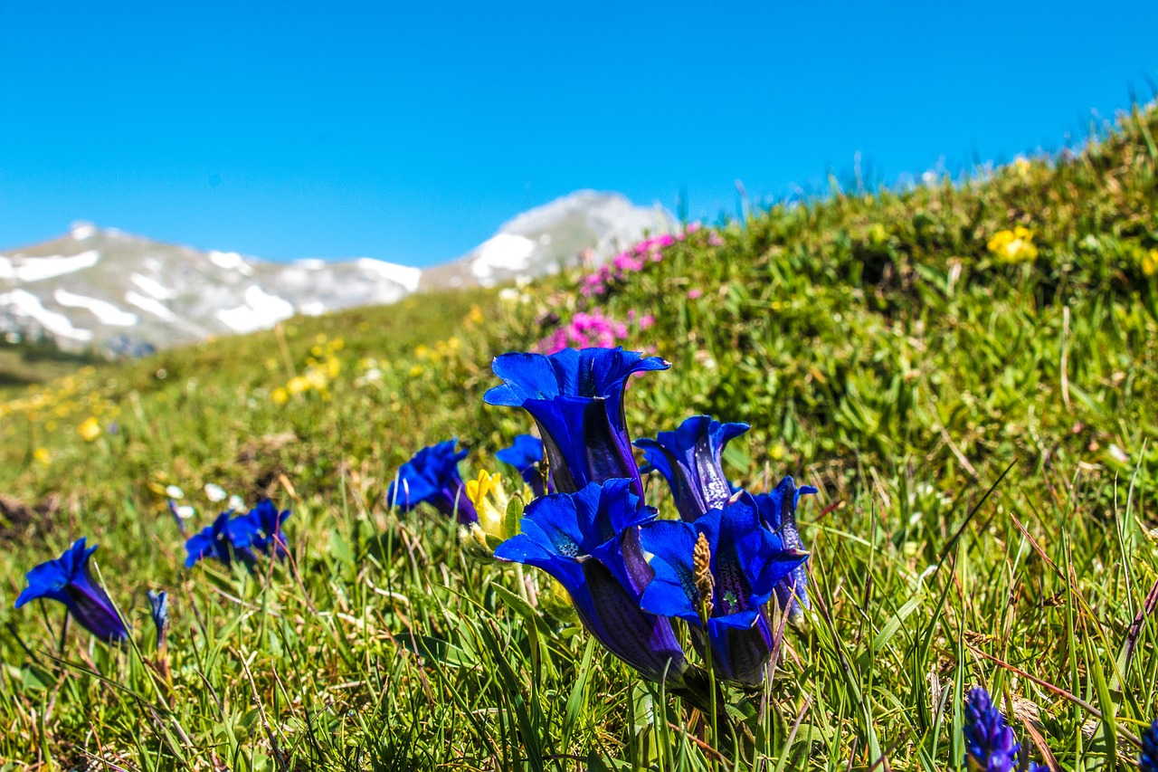 gentian flower alm free photo