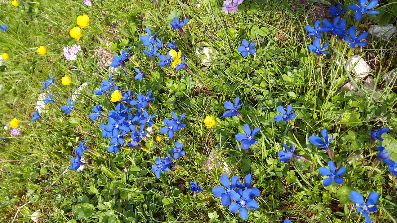 gentian mountain flowers gentiana sierrae free photo