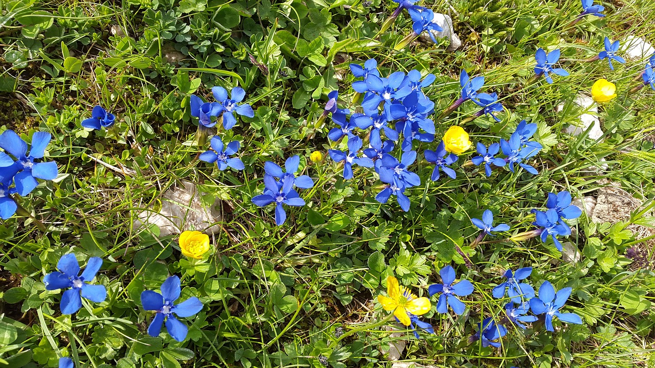 gentian mountain flowers gentiana sierrae free photo