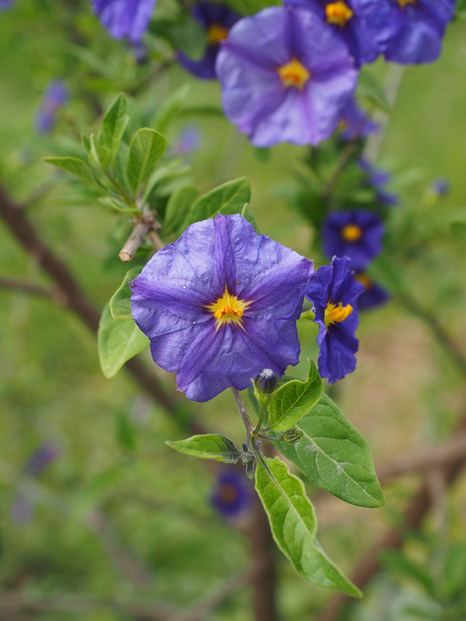 gentian shrub flowers purple free photo