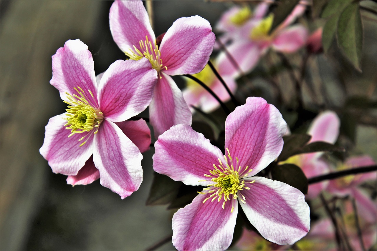 gentle  spring  flower free photo