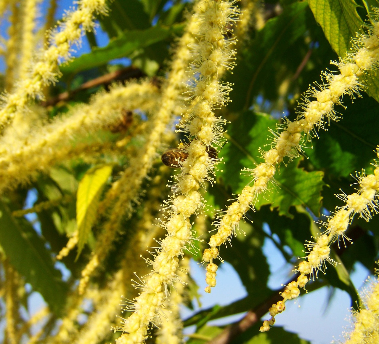 gentle chestnut flower yellow flower pollination free photo