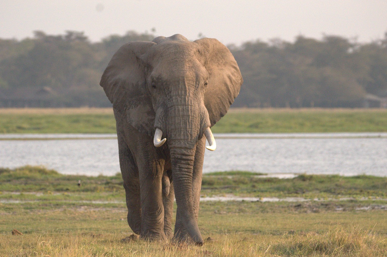 gentle giant  elephant  masai mara free photo