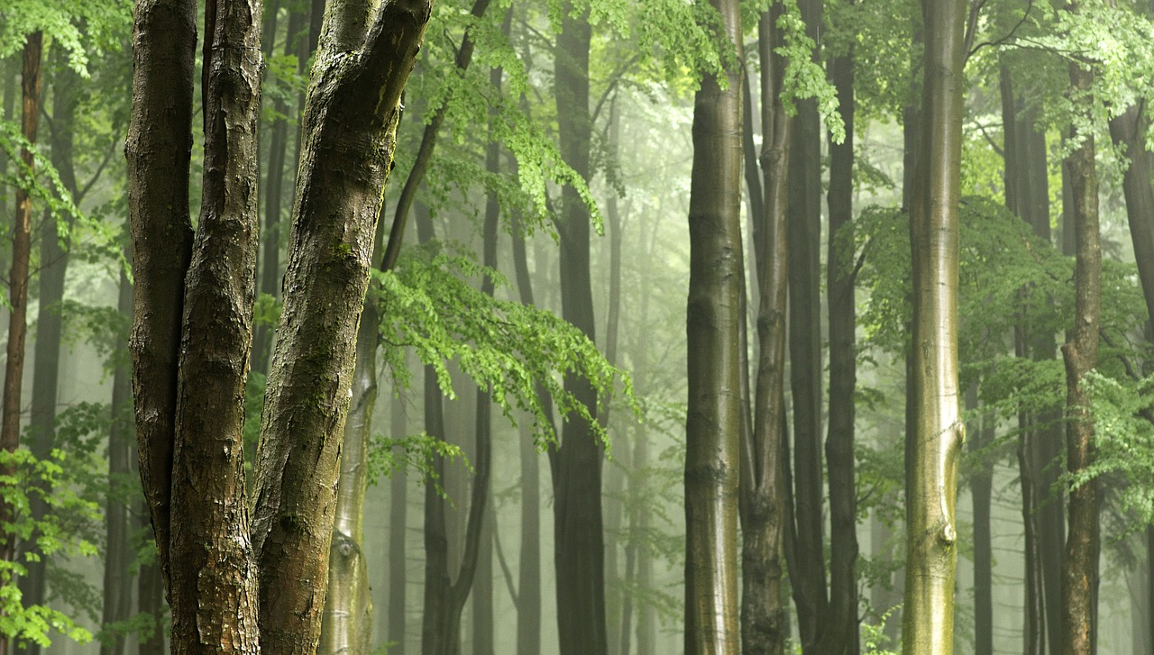 gentle light tree trunks after the rain free photo