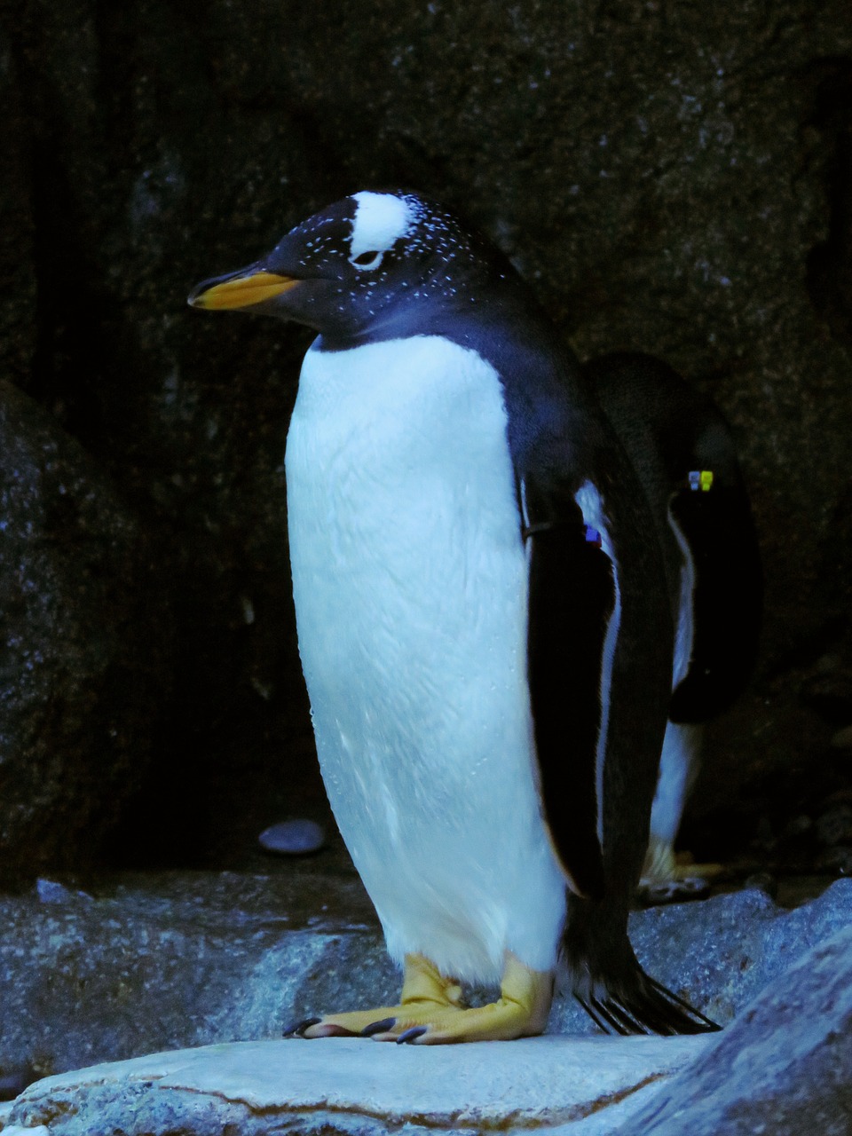 gentoo penguin penguin calgary zoo free photo