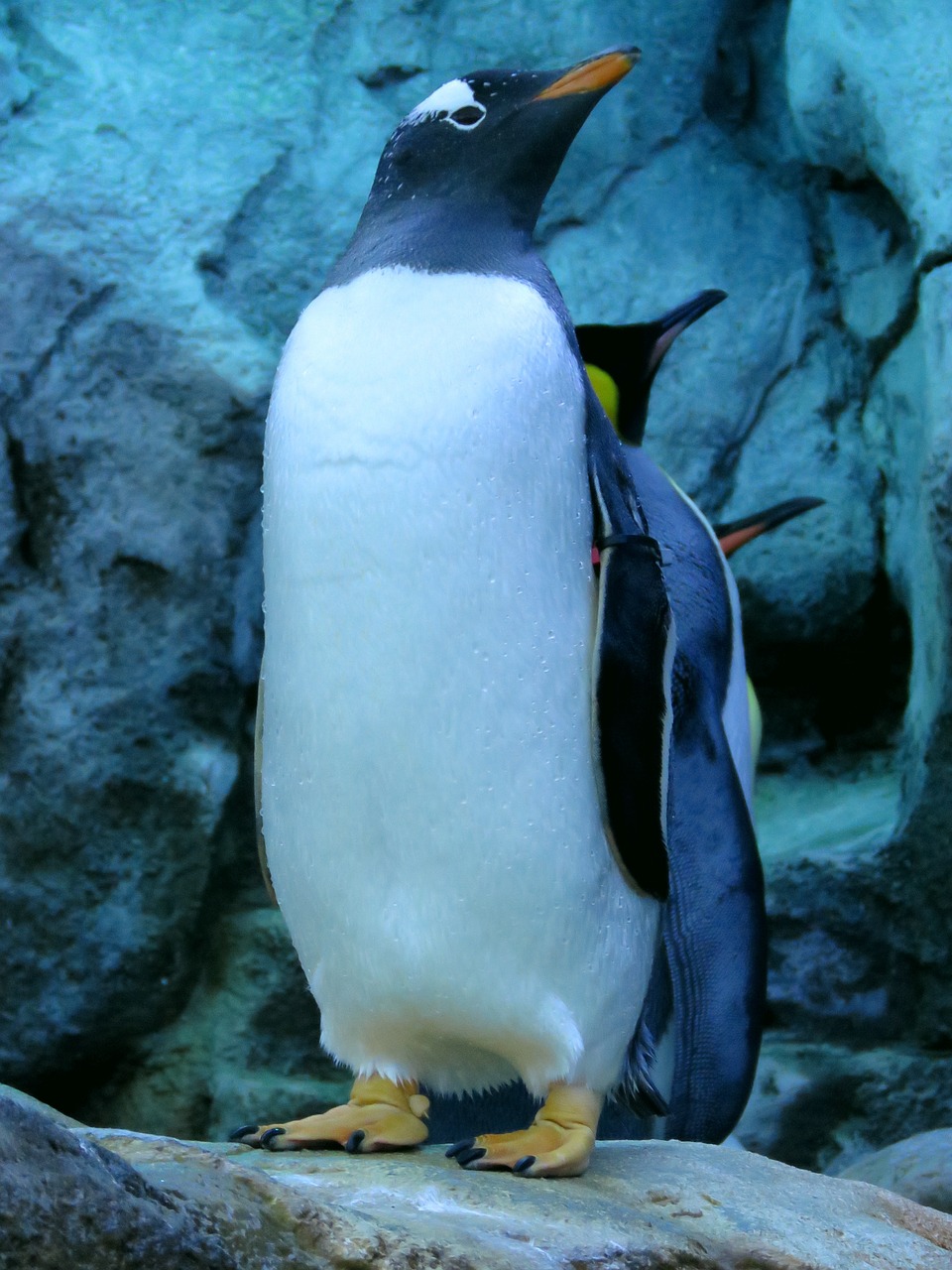 gentoo penguin penguins calgary zoo free photo