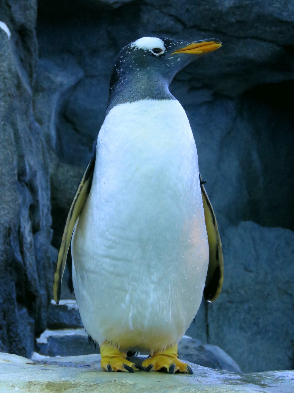 gentoo penguin penguin calgary zoo free photo