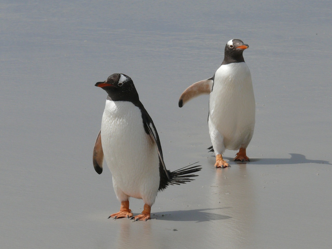 gentoo penguins penguins antarctica free photo