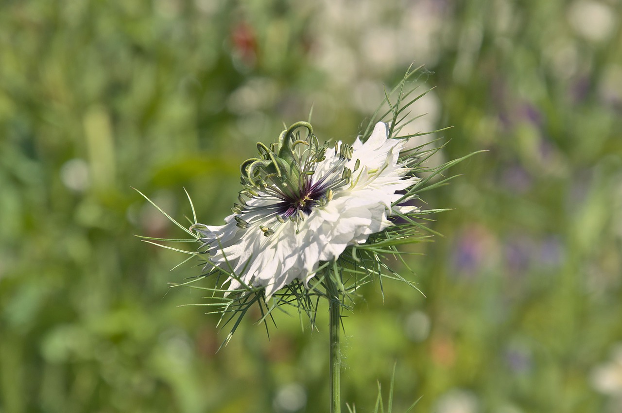 genuine black cumin black cumin flower free photo