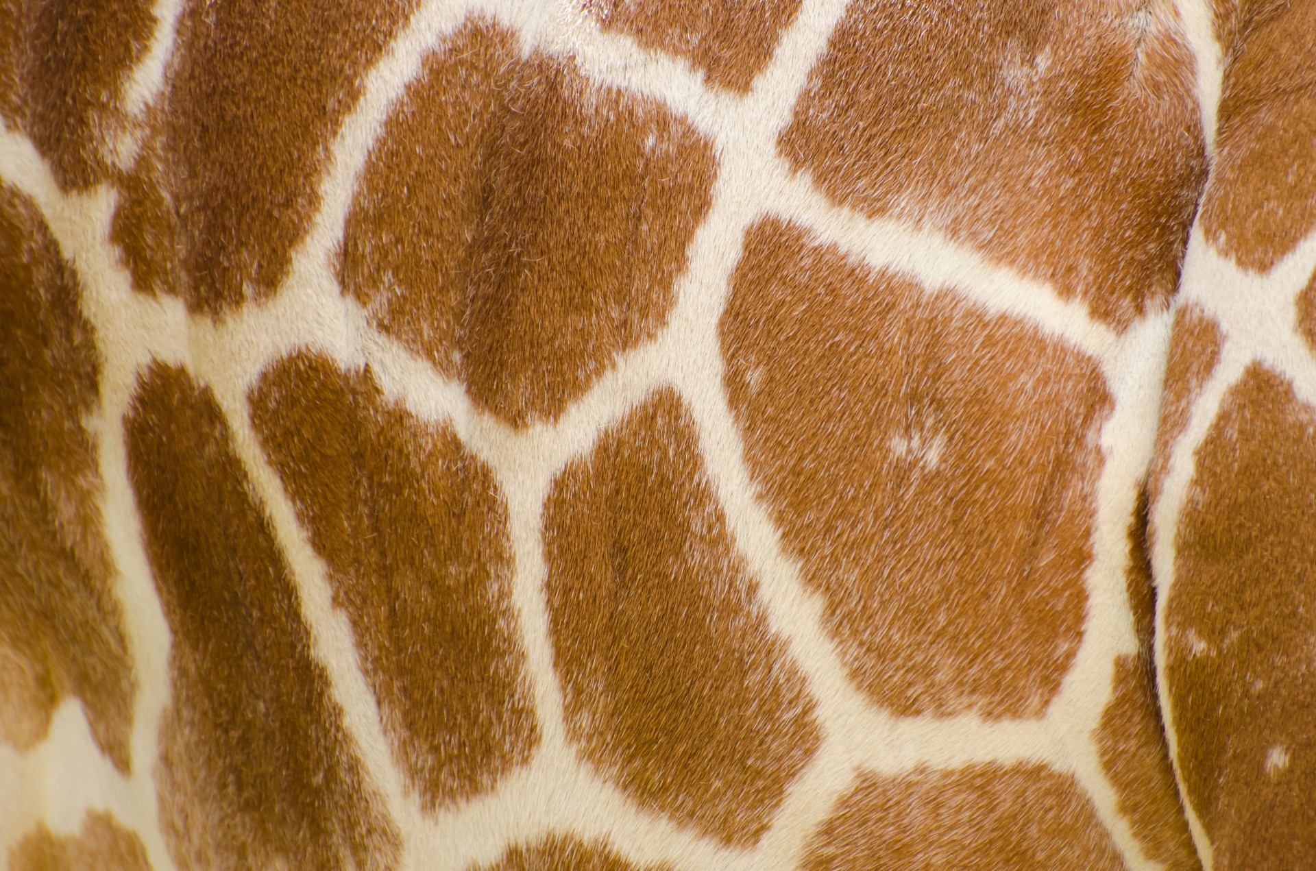 skin pattern profile free photo