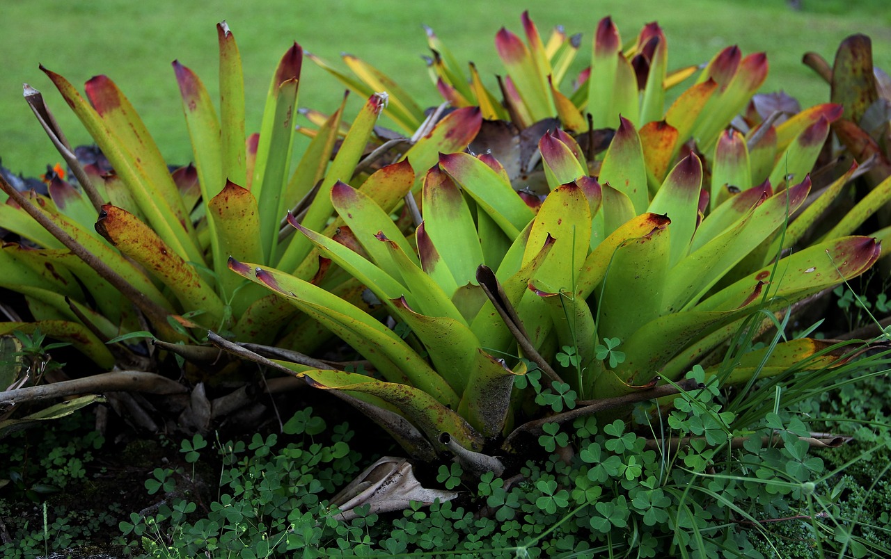 genus exotic plant exotic botany free photo